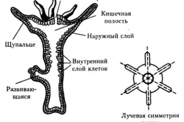 Промокод на блэк спрут