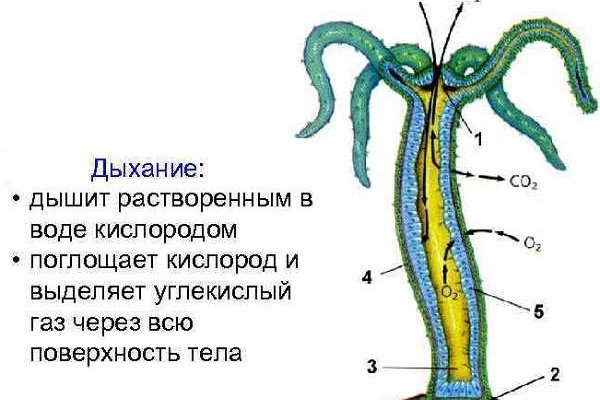 Black sprut не работает сегодня